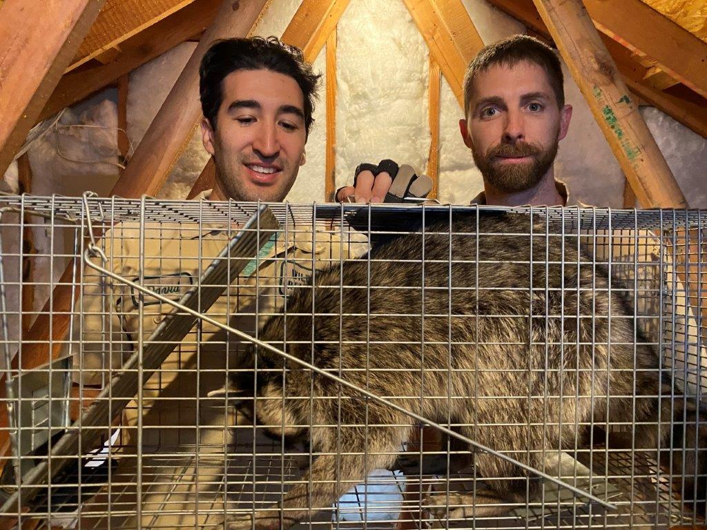 Saint Petersburg raccoon trapping